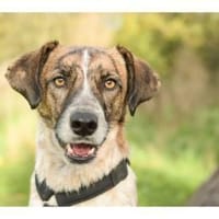 Birga - wartet in 41238 Mönchengladbach, Hündin zur Adoption