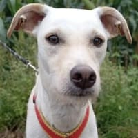 Danes süßer Bube sucht sein Glück, Hund zur Adoption