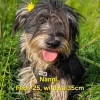 Nanni möchte dich gerne verzaubern, Hündin zur Adoption