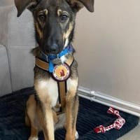 Azizam träumt von seiner eigenen Familie, Hund zur Adoption