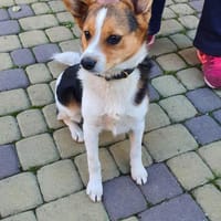 Der freundliche Diego 1 Jahr alt, Hund zur Adoption