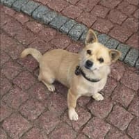 Eine kleine liebe Hündin, Hündin zur Adoption