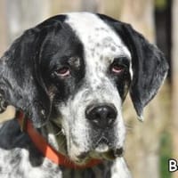 BARNEY, Hund zur Adoption