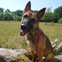 Xena vermißt -IHREN- Menschen, Hündin zur Adoption