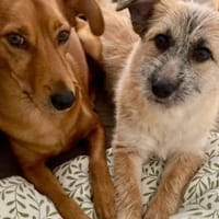 Ylwie ist ein echter Hauptgewinn, Hündin zur Adoption