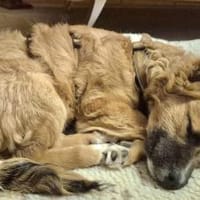 Möchtest du Roya kennenlernen?, Hündin zur Adoption