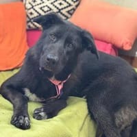 Mulan - unsere Powermaus sucht Dich, Hündin zur Adoption