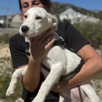 Die fröhliche Mali sucht ihr Zuhause, Hündin zur Adoption