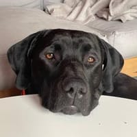 Otto schaut nach einem neuen Zuhause, Hund zur Adoption