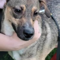 DRINGEND Not-Pflegestelle für NERO 🆘🆘, Hund zur Adoption