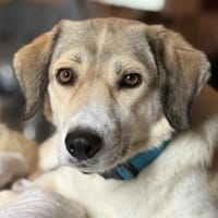 Limja, geb. ca. 04/2022, 67735 Mehlbach, Hündin zur Adoption