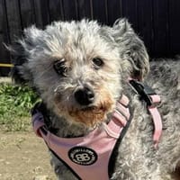 Lotti möchte mit dir zusammen alt werden, Hündin zur Adoption