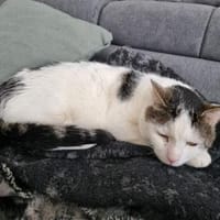 Kater Jari sucht ein zu Hause, Kater zur Adoption
