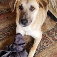 Kyra hübsche Lady sucht Anschluss, Hündin zur Adoption