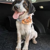 Thor - großer Hund mit viel Herz, Hund zur Adoption