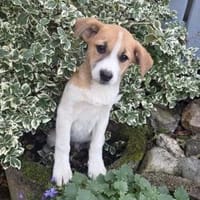 Tommy ein Beagle Mix, Hund zur Adoption