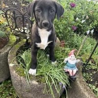 Maya ein liebes Mädchen, Hündin zur Adoption