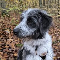 Fenrir sucht aktive Menschen, Hund zur Adoption