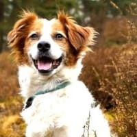 SIMBA - hübscher Rohdiamant......, Hund zur Adoption