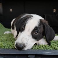 Panda - unser großer Kuschelbär, Hund zur Adoption