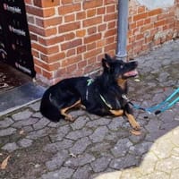 Herr Hüter su. aktives Zuhause, Hund zur Adoption