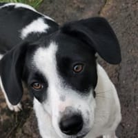 Mae - unsere Hübsche wartet auf Dich, Hündin zur Adoption