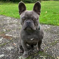 FRENCH OSKAR - mit Ahnentafel, Hund zur Adoption