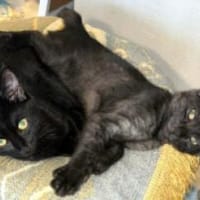 ANNA&TOM  - wie Yin und Yang, Kater zur Adoption