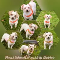 Bichon/Yorkie Hündin sucht ein Zuhause, Hündin zur Adoption