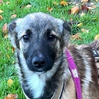 Sofie freut sich auf dich, Hündin zur Adoption