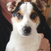 Hugo, Hund zur Adoption