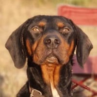 Sigma, geb. ca. 04/2024, 50997 Köln, Hund zur Adoption