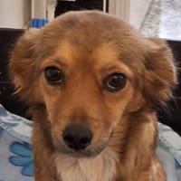Ardyn, geb. ca 04/2024, 79206 Gündlingen, Hündin zur Adoption