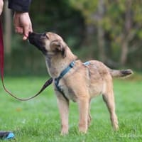 Baily 4 Monate sucht Zuhause, Hund zur Adoption