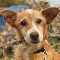 Opi, geb. ca. 10/2015, 54647 Dudeldorf, Hund zur Adoption