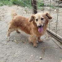 Wer schenkt Subi ein Zuhause?, Hund zur Adoption