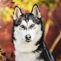 Giò im Tierheim Lüdinghausen, Hund zur Adoption