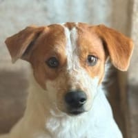 Benschi, geb. 01/2025, 60528 Frankfurt, Hund zur Adoption
