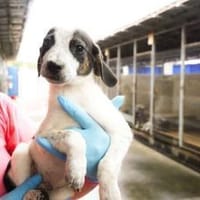 Speedy Gonzales möchte losflitzen!, Hund zur Adoption