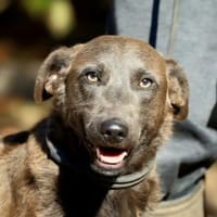 Wer gibr Blue ein Zuhause?, Hündin zur Adoption