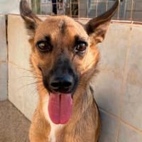 KIKA - entzückend und fröhlich!, Hündin zur Adoption