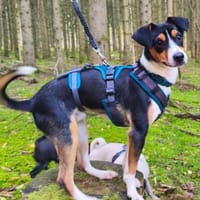 Triki, Hund zur Adoption