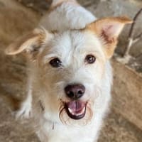 Frex, geb. ca. 07/2022, 79650 Schopfheim, Hund zur Adoption