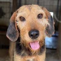 Yasko, geb. ca. 11/2022, 44649 Herne, Hund zur Adoption