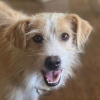 Peppi, geb. ca. 01/2025, 33104 Paderborn, Hund zur Adoption