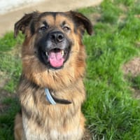 LYS, chien à adopter