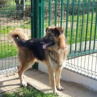 LYS, chien à adopter