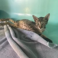 SANGRIA, chatte à adopter