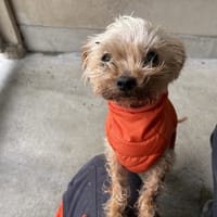 BOB, chien à adopter