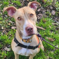 SHENSEEA, chienne à adopter